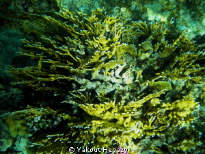 Fair coral by Yakout Hegazy 